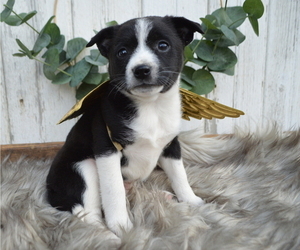 Boston Terrier-Jack Russell Terrier Mix Puppy for sale in HONEY BROOK, PA, USA