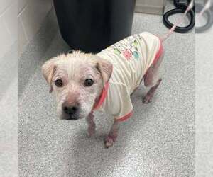 Mutt Dogs for adoption in New York, NY, USA