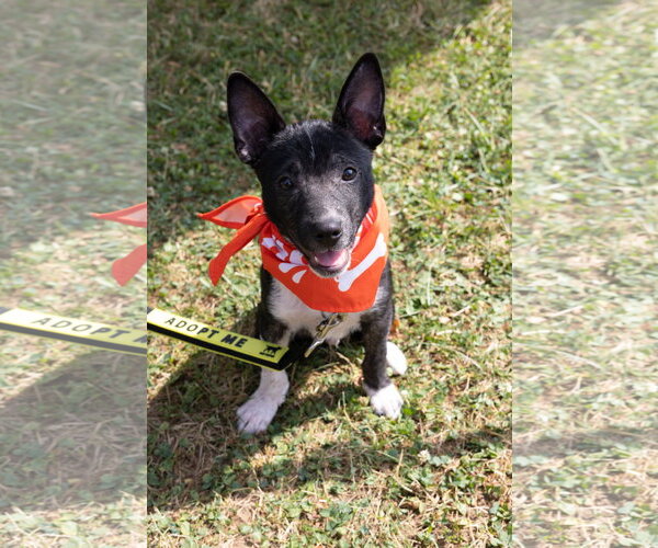 Medium Photo #12 Mutt Puppy For Sale in Oakhurst, NJ, USA