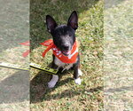 Small #11 Mutt