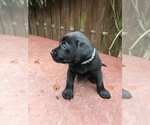Small Photo #11 Labrador Retriever Puppy For Sale in TACOMA, WA, USA