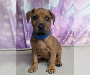 Mutt Dogs for adoption in Lakewood, CO, USA