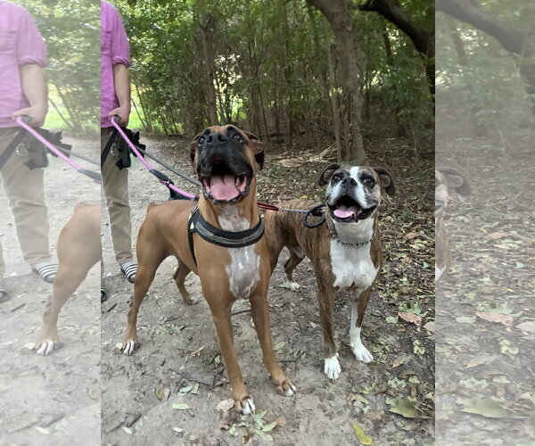 Medium Photo #9 Boxer Puppy For Sale in  Katy, TX, USA