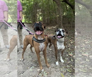 JAXON - Male Boxer Dog for Adoption - Photo #9