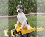 Scout - Male Jack-Rat Terrier Puppy for Sale - Photo #2