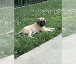 Puppy Brown Mastiff