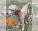 Small Photo #1 Goldendoodle Puppy For Sale in SELKIRK, NY, USA