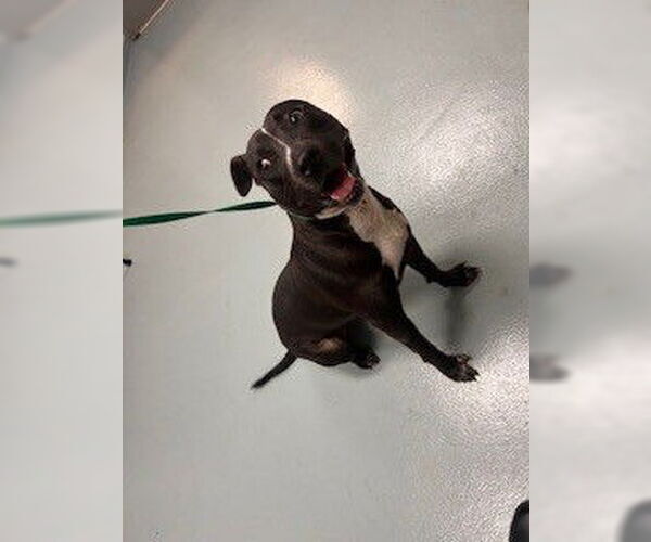 Medium Photo #1 Staffordshire Bull Terrier Puppy For Sale in St. Cloud, FL, USA