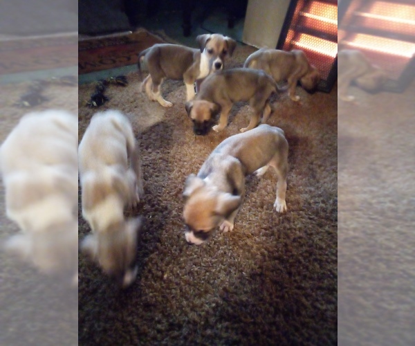 Medium Photo #3 Great Dane Puppy For Sale in SHELDON, IL, USA