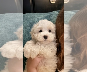 Maltipoo (Toy) Puppy for sale in ALEXANDRIA, VA, USA
