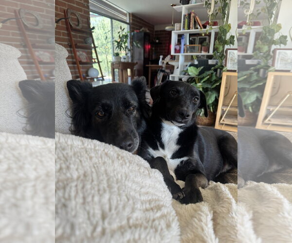 Medium Photo #4 Mutt Puppy For Sale in Chandler, AZ, USA