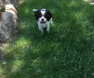 Cavalier King Charles Spaniel Puppy for sale in BLACK FOREST, CO, USA