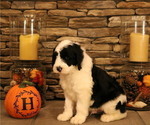 Small Photo #32 Old English Sheepdog Puppy For Sale in STANLEY, VA, USA