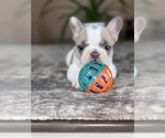 Puppy 2 French Bulldog