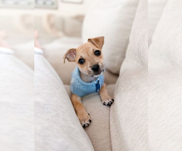 Medium Photo #10 Chihuahua-Unknown Mix Puppy For Sale in Corona, CA, USA