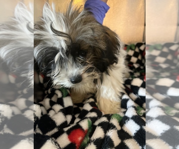 Medium Photo #4 Shorkie Tzu Puppy For Sale in LEBANON, OR, USA