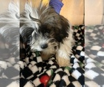 Small #3 Shorkie Tzu