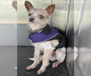 Mutt Dogs for adoption in Woodland, CA, USA