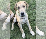Puppy Lime Collar Great Dane