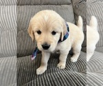 Small Photo #2 Golden Retriever Puppy For Sale in HOUSTON, TX, USA