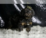 Small #3 YorkiePoo