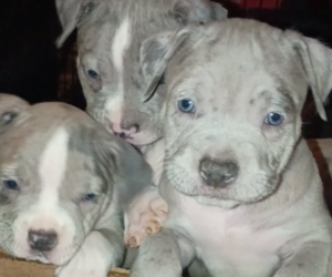 American Bully Puppy for sale in FENTON, MO, USA