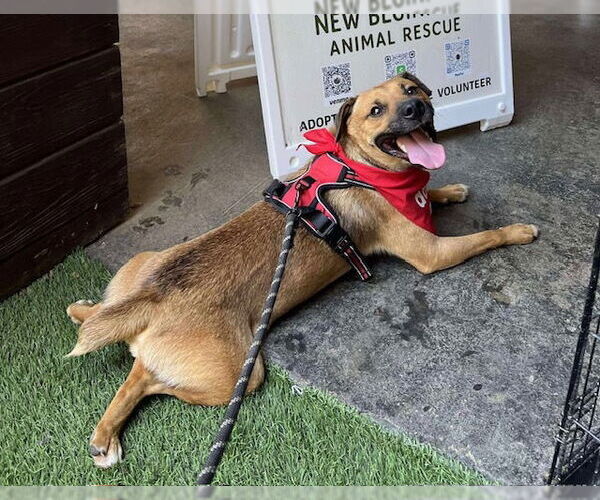 Medium Photo #5 Black Mouth Cur-Unknown Mix Puppy For Sale in Oakhurst, NJ, USA