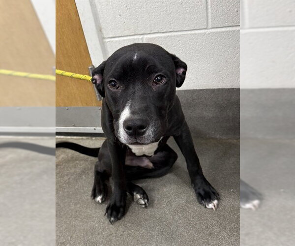 Medium Photo #1 Labrador Retriever-Unknown Mix Puppy For Sale in Forestville, MD, USA