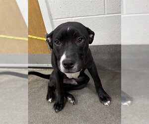 Labrador Retriever-Unknown Mix Dogs for adoption in Forestville, MD, USA