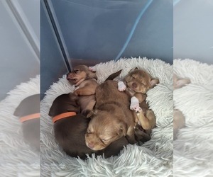 Chihuahua Litter for sale in VADNAIS HEIGHTS, MN, USA