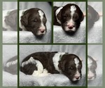 Puppy Pine Goldendoodle