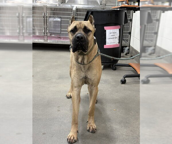Medium Photo #1 Presa Canario-Unknown Mix Puppy For Sale in Forestville, MD, USA