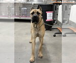 Small Presa Canario Mix