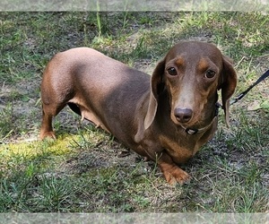 Mother of the Dachshund puppies born on 02/14/2024