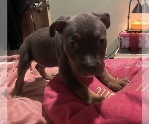 Medium American Bully