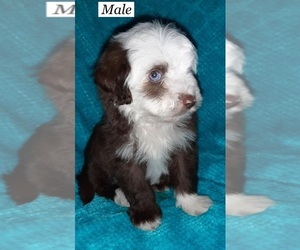 Aussie-Poo-Aussiedoodle Mix Puppy for sale in ANNISTON, AL, USA