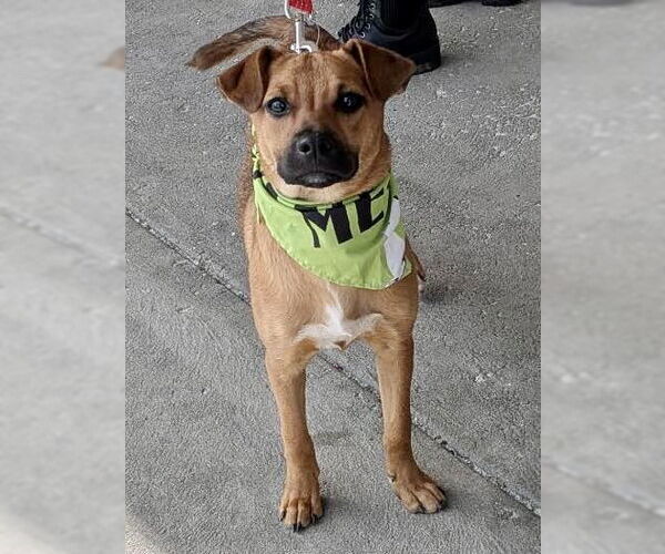 Medium Photo #10 Mountain Cur-Unknown Mix Puppy For Sale in Mount Laurel, NJ, USA