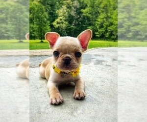 French Bulldog Puppy for Sale in PARAGON, Indiana USA