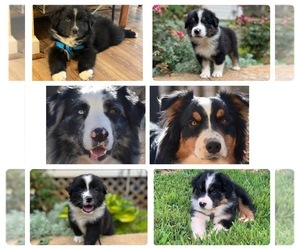 Australian Shepherd Puppy for sale in HARDY, VA, USA