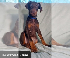 Doberman Pinscher Puppy for sale in POMEROY, OH, USA