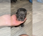 Puppy Rascal French Bulldog
