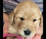 Puppy Eliza Golden Retriever