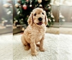 Puppy 4 Goldendoodle-Poodle (Miniature) Mix