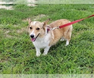 Mother of the Pembroke Welsh Corgi puppies born on 02/05/2022