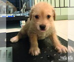 Small #1 Mutt