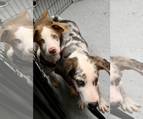 Medium Photo #9 Australian Shepherd Puppy For Sale in Wakefield, RI, USA