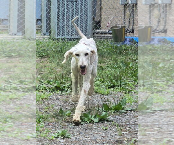 Medium Photo #2 Mutt Puppy For Sale in Glen Allen, VA, USA