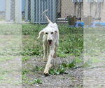 Small #1 Mutt