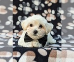 Small Photo #6 Maltipoo Puppy For Sale in LANCASTER, PA, USA