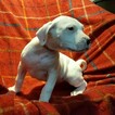 Small #123 Dogo Argentino
